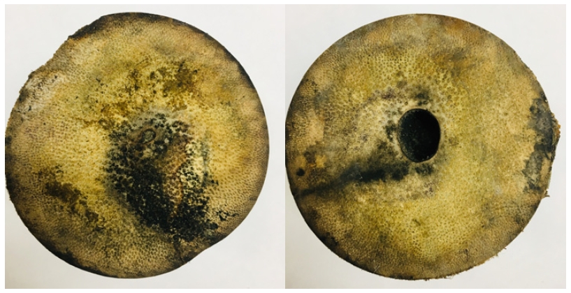 Fig. 2.